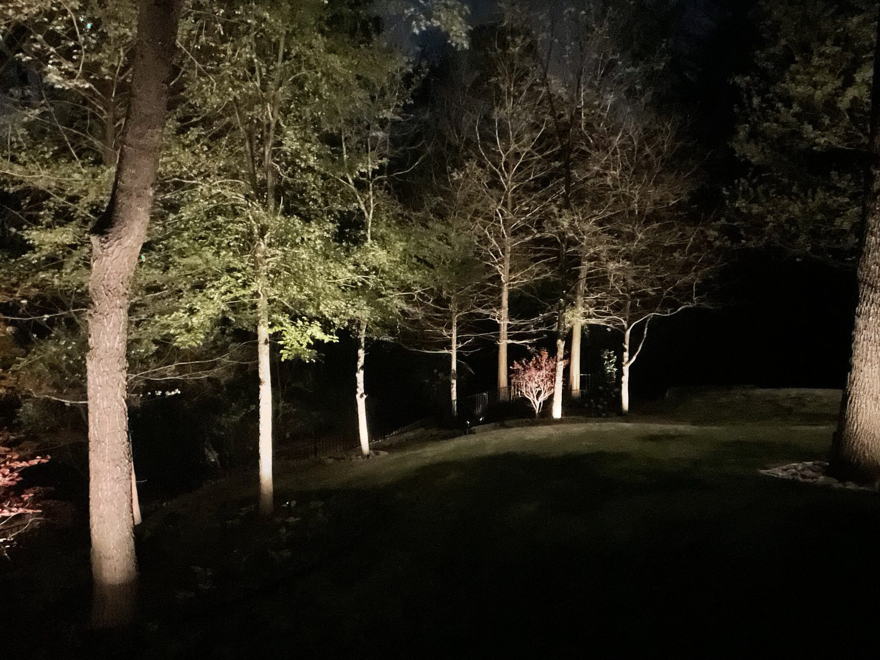 Tree uplighting on trunks, with a small red tree