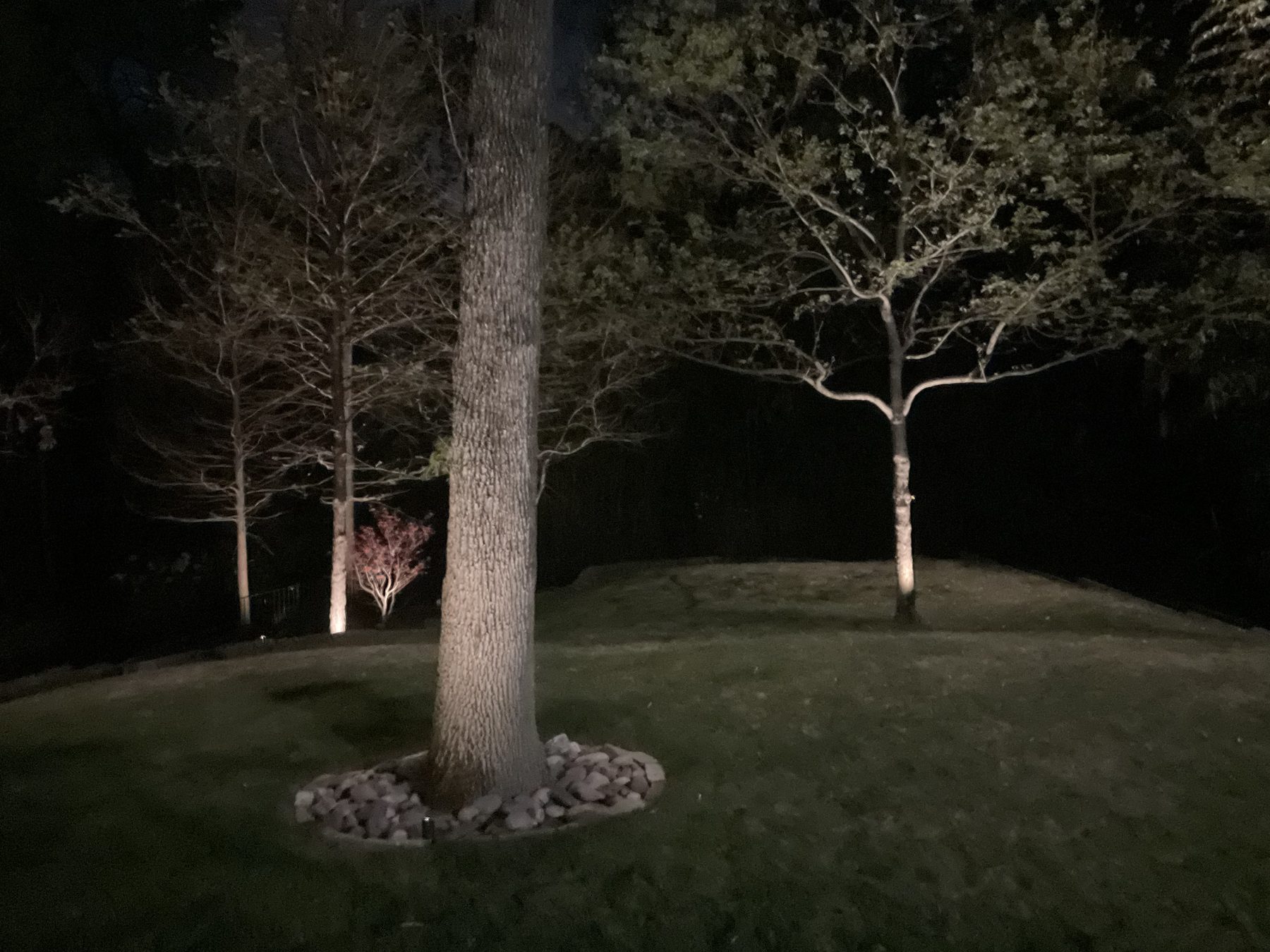 Tree uplighting on two trees