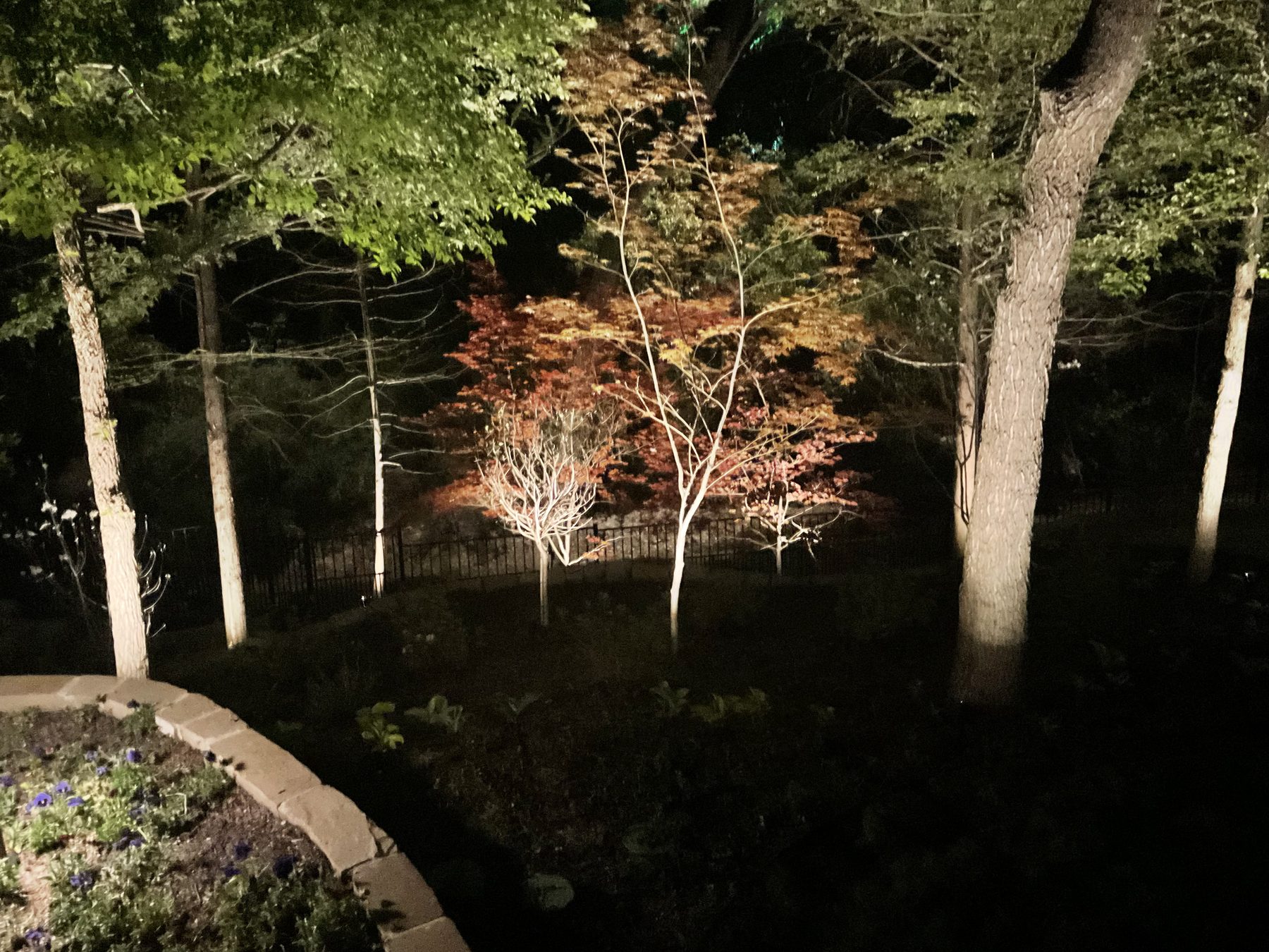 Tree uplighting in a wooded yard
