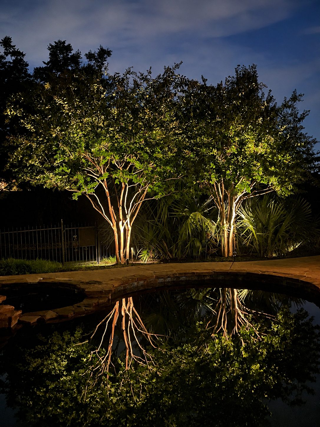 Tree uplighting on two crepe myrtles reflected in a pond