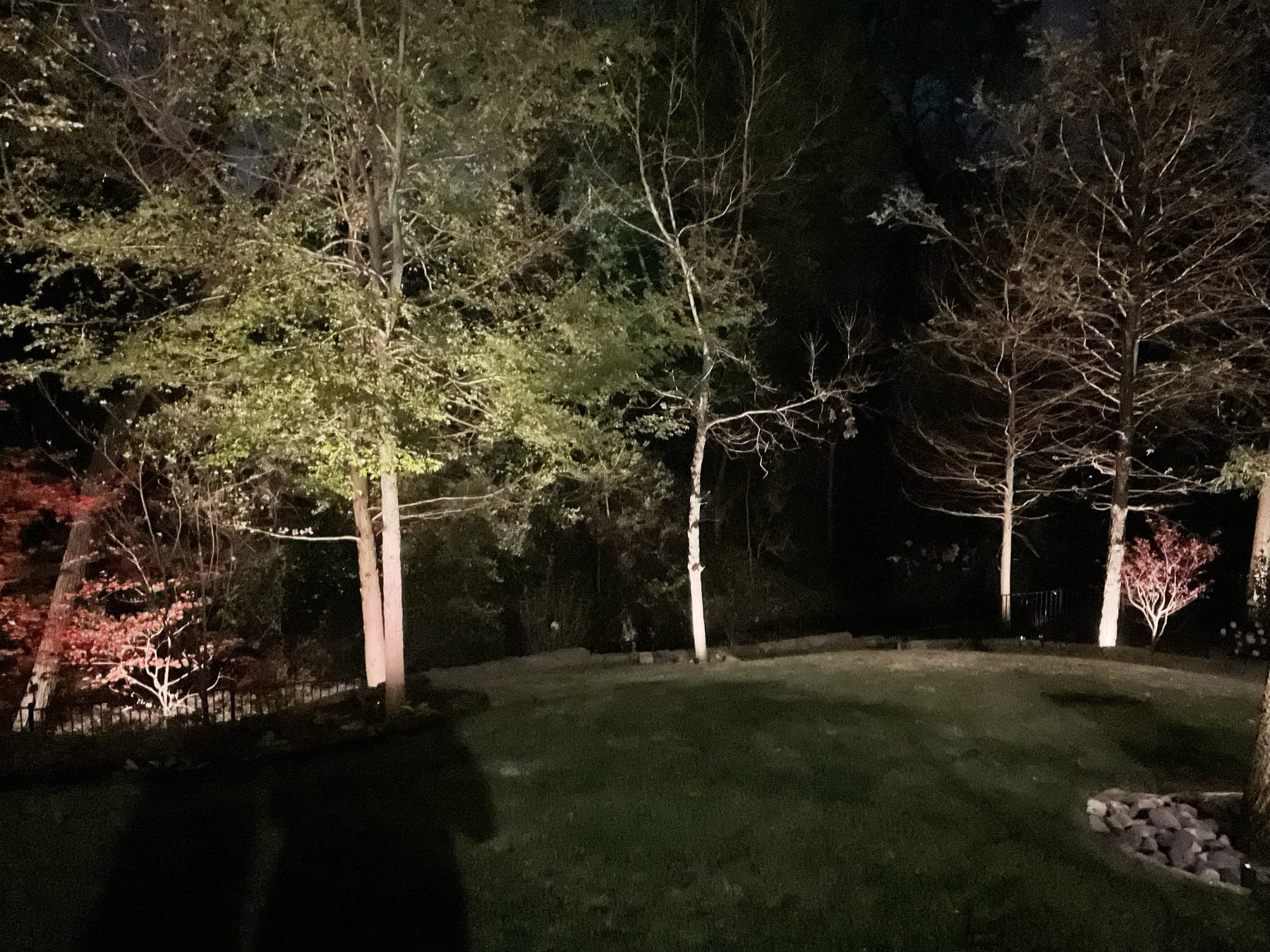 Tree uplighting in the canopy