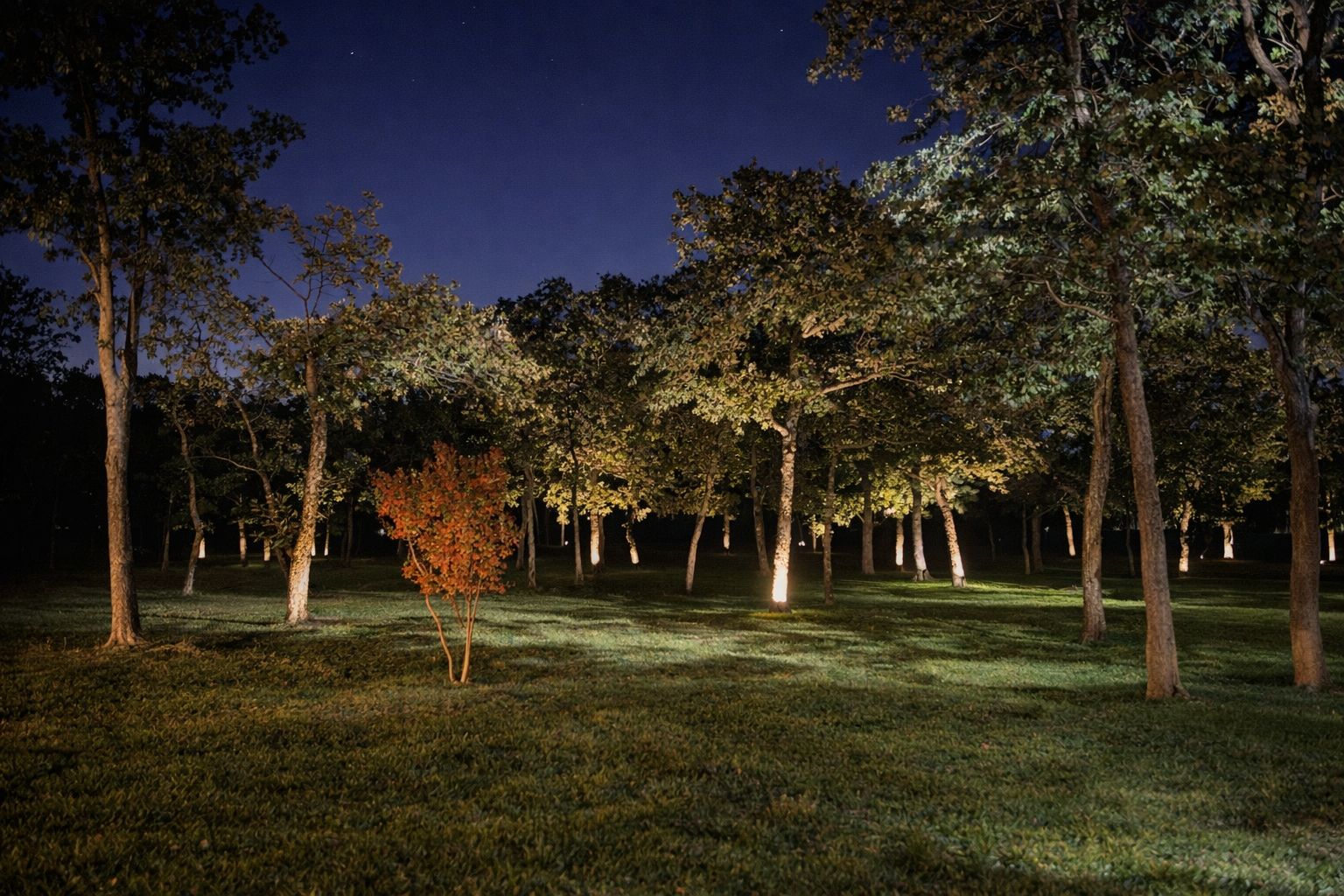 Grove of mature trees with tree uplighting